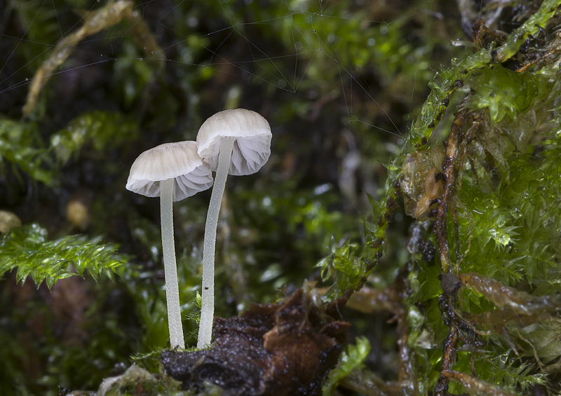 Mycena hiemalis